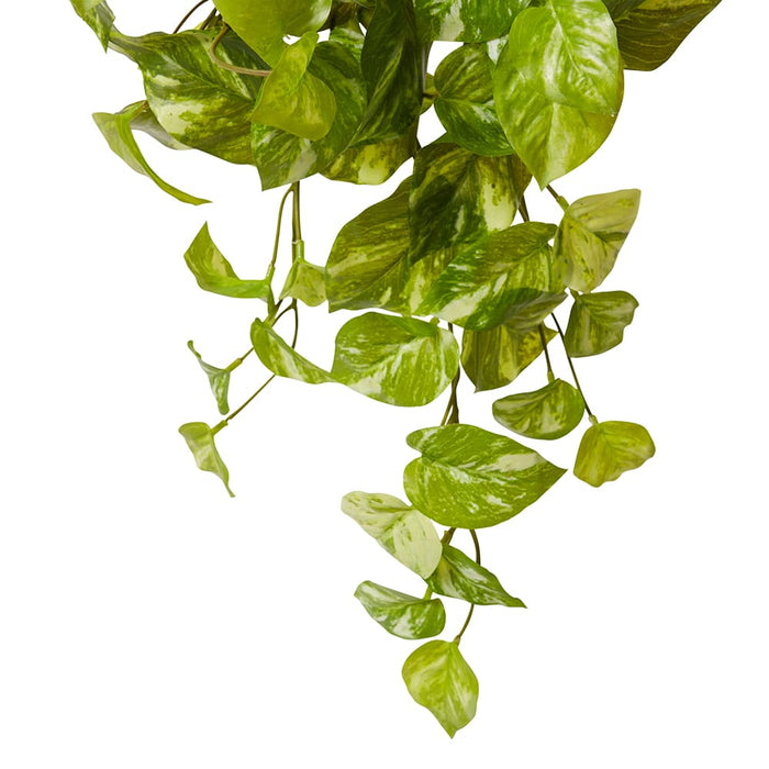 Pothos Marble Hanging Plant Pack of 12 - Green White, 50cm (H)
