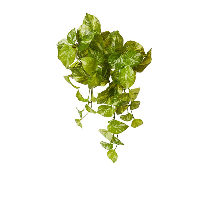 Pothos Marble Hanging Plant Pack of 12 - Green White, 50cm (H)