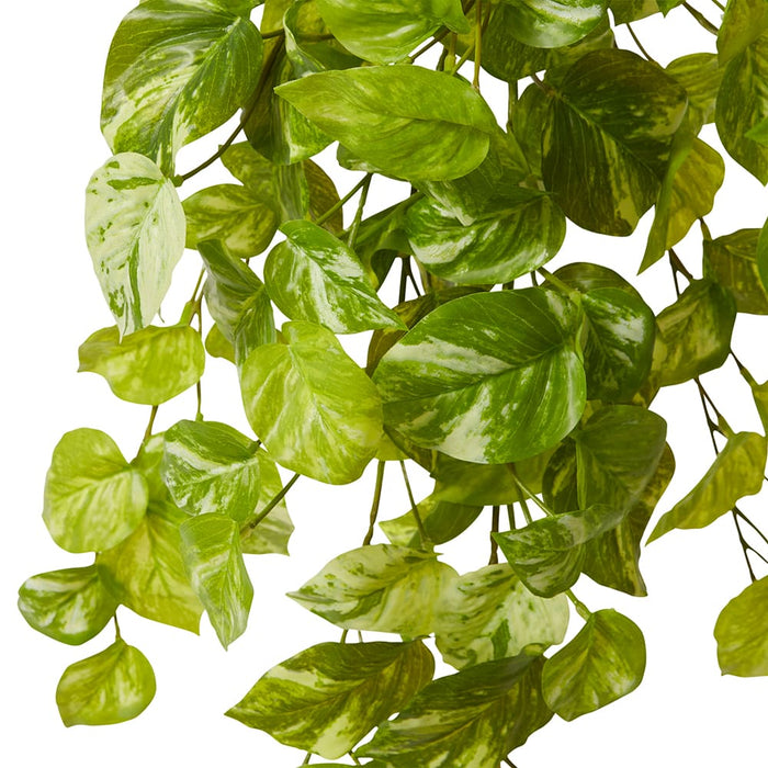 Pothos Marble Hanging Plant Pack of 6 - Green White, 65cm (H)