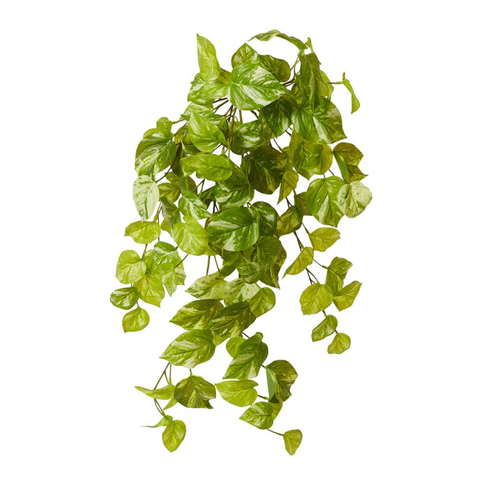 Pothos Marble Hanging Plant Pack of 6 - Green White, 65cm (H)