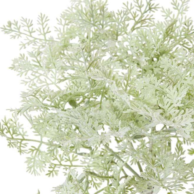 Artemisia Bush Pack Of 12 - Grey/Green, 30cm (H)