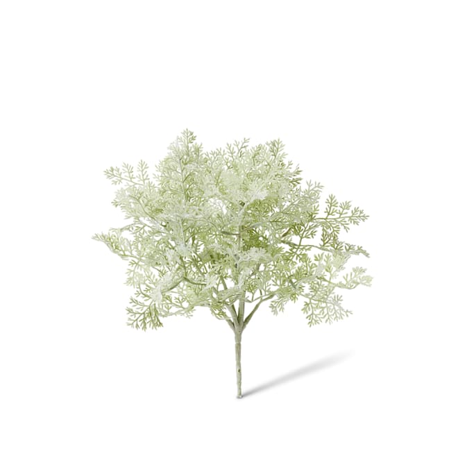 Artemisia Bush Pack Of 12 - Grey/Green, 30cm (H)