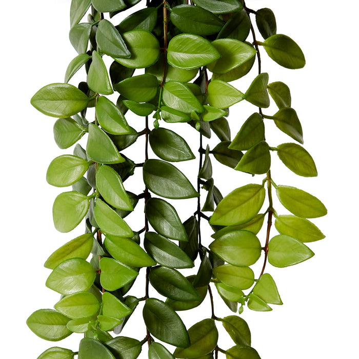 Honey Locust Hanging Bush Pack of 12 - Green, 86cm (H)