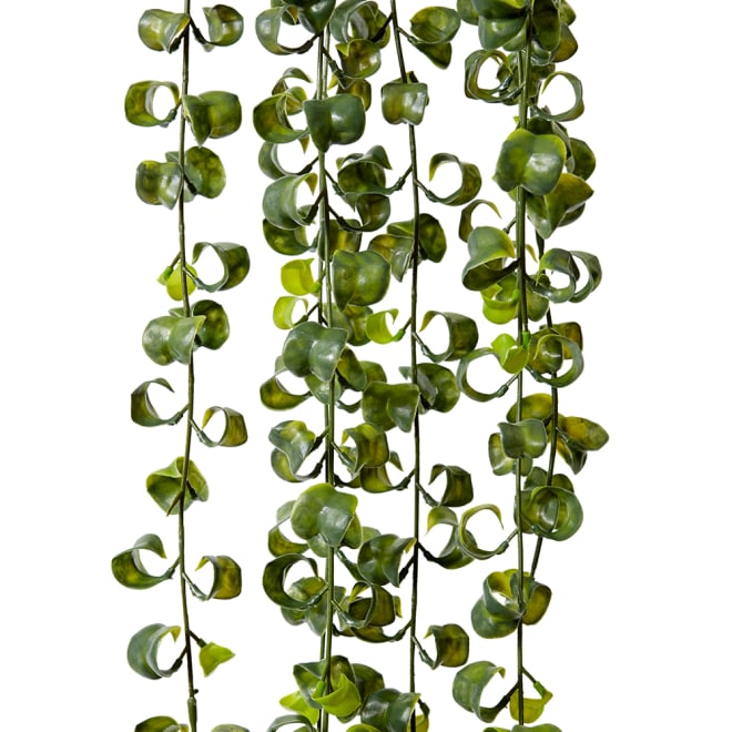 Indian Hoya Vine Pack Of 12 - Green, 104cm (H)