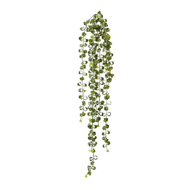 Indian Hoya Vine Pack Of 12 - Green, 104cm (H)