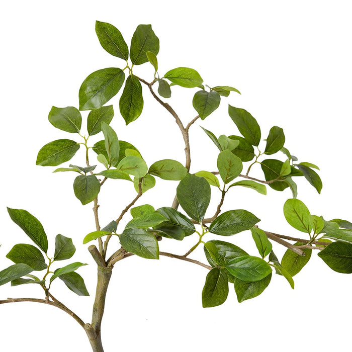 Blue Berry Tree with Roots Pack of 2 - Green, 90cm (H)