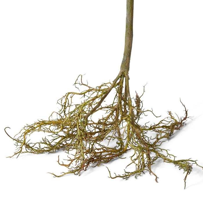 Blue Berry Tree with Roots Pack of 2 - Green, 90cm (H)
