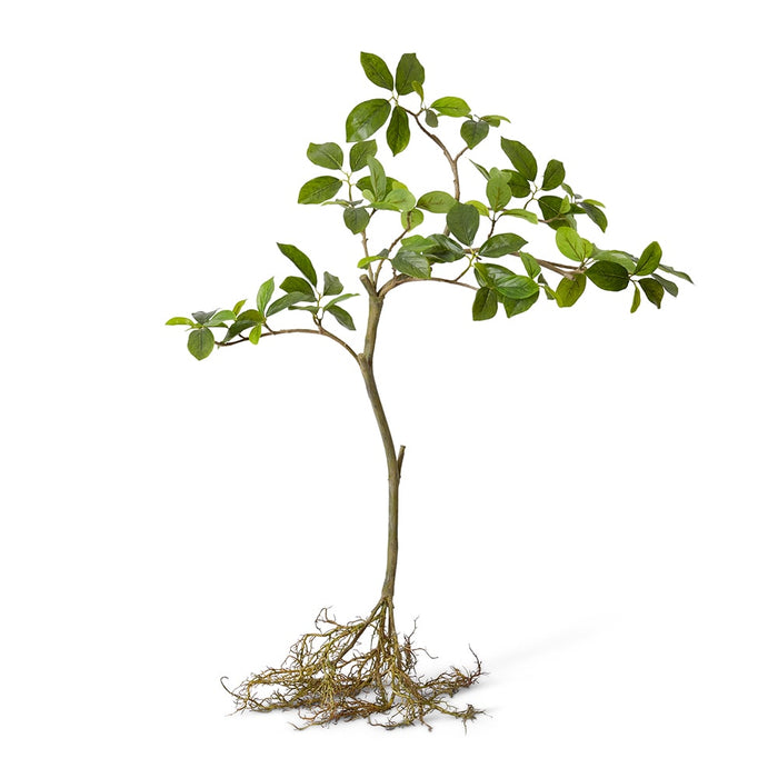 Blue Berry Tree with Roots Pack of 2 - Green, 90cm (H)