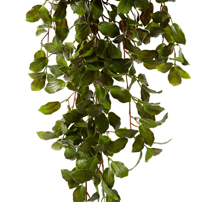 Fittonia Leaf Bush (Outdoor) Pack of 6 - Green, 89cm (H)