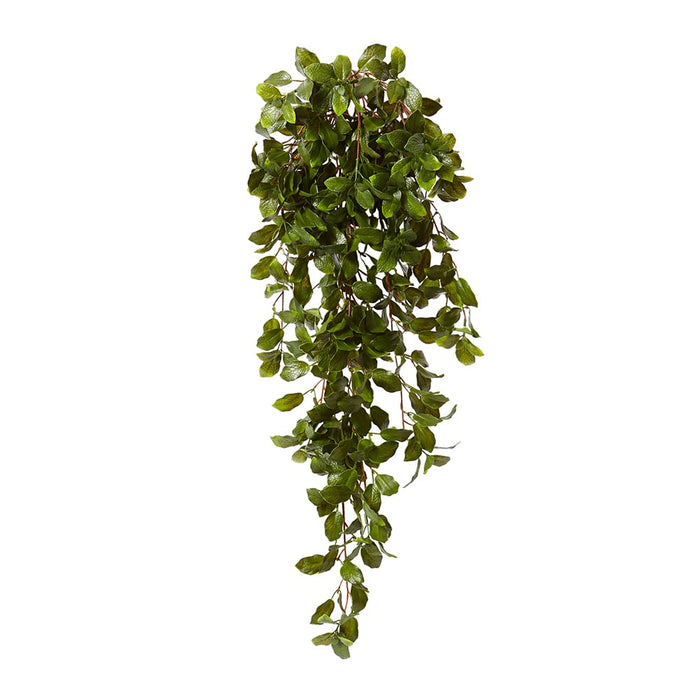 Fittonia Leaf Bush (Outdoor) Pack of 6 - Green, 89cm (H)