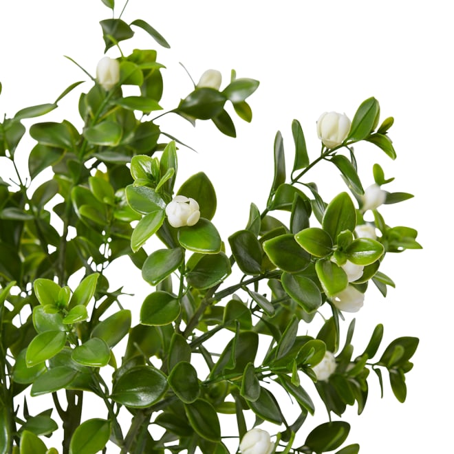 Jasmin Budding Bush Pack Of 12 - White/Green, 44cm (H)