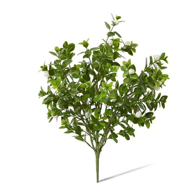 Jasmin Budding Bush Pack Of 12 - White/Green, 44cm (H)