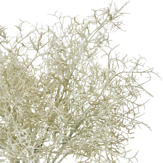 Airplant Bush Pack Of 24 - Grey Green, 37cm (H)