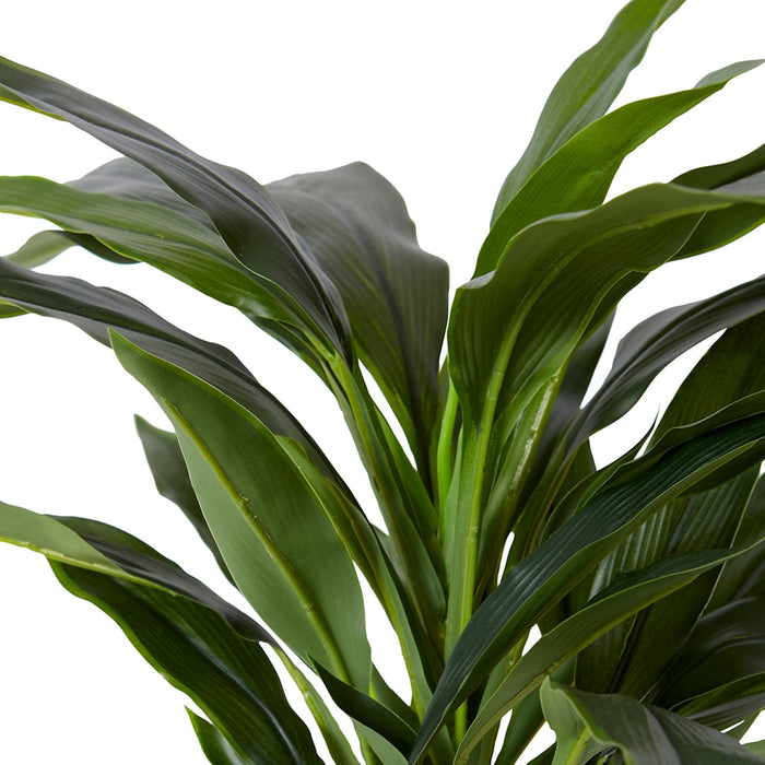 Dracaena Bush Pack of 12 - Green, 48cm (H)