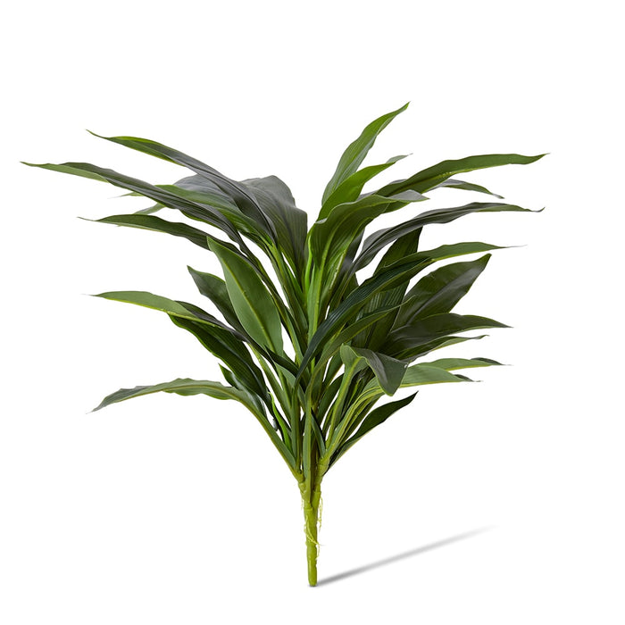 Dracaena Bush Pack of 12 - Green, 48cm (H)