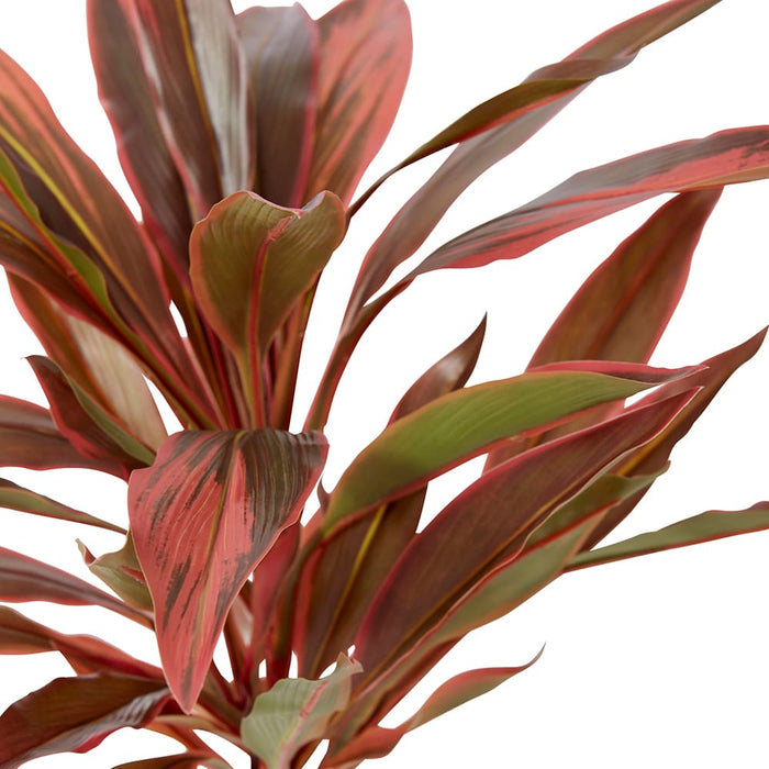 Dracaena Bush Pack of 12 - Red/Green, 48cm (H)