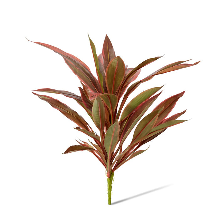 Dracaena Bush Pack of 12 - Red/Green, 48cm (H)