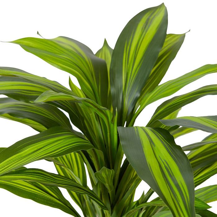 Dracaena Bush Pack of 12 - Yellow/Green, 48cm (H)