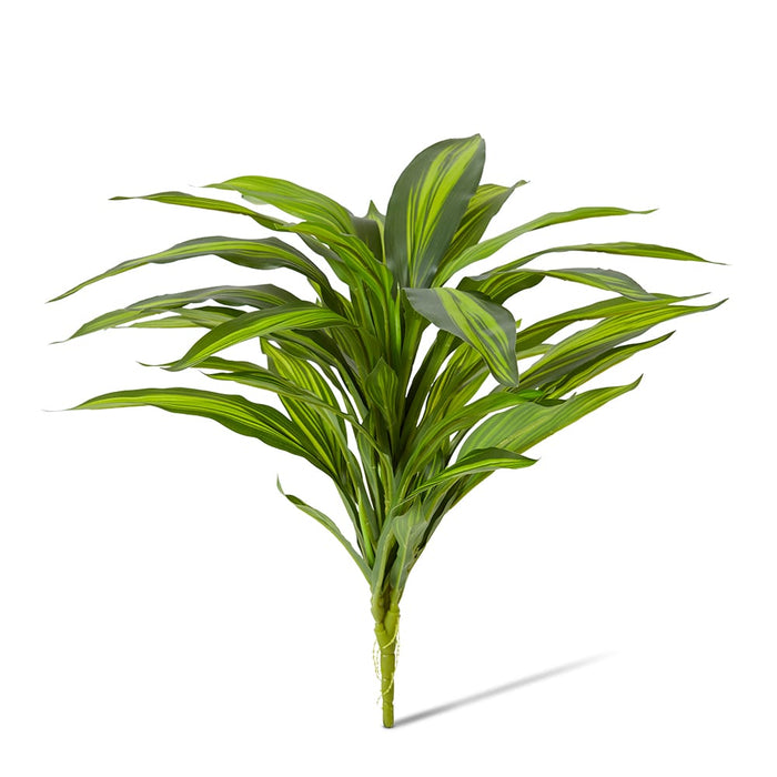 Dracaena Bush Pack of 12 - Yellow/Green, 48cm (H)