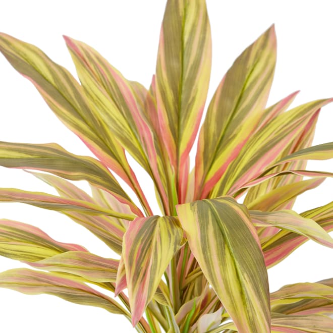 Dracaena Bush Pack Of 12 - Yellow/Red, 48cm (H)