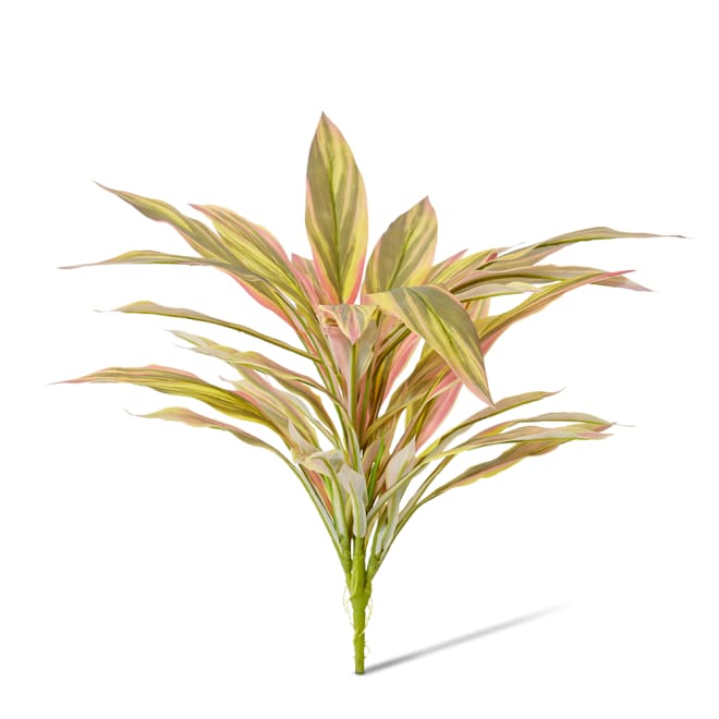 Dracaena Bush Pack Of 12 - Yellow/Red, 48cm (H)
