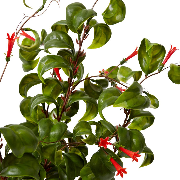 Indian Hoya Bush Pack of 6 - Red/Green, 47cm (H)