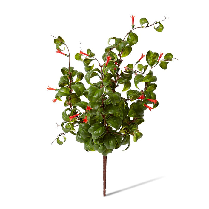 Indian Hoya Bush Pack of 6 - Red/Green, 47cm (H)