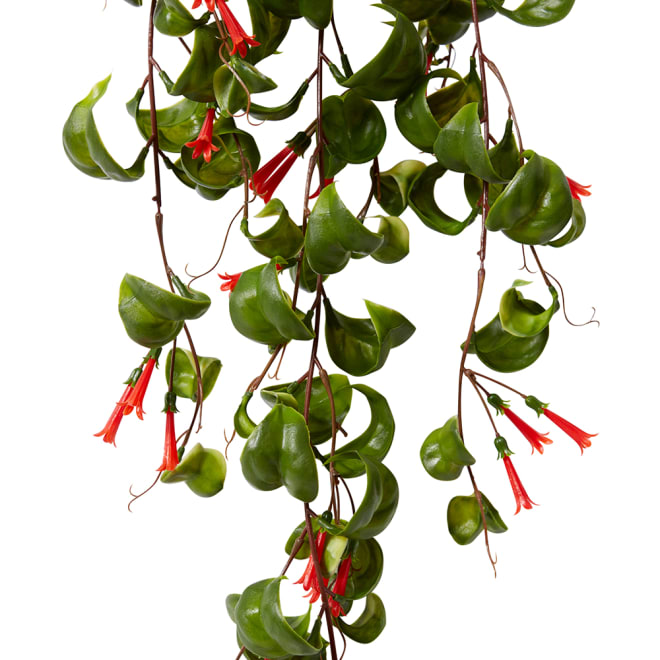Indian Hoya Hanging Bush Pack of 6 - Red/Green, 79cm (H)