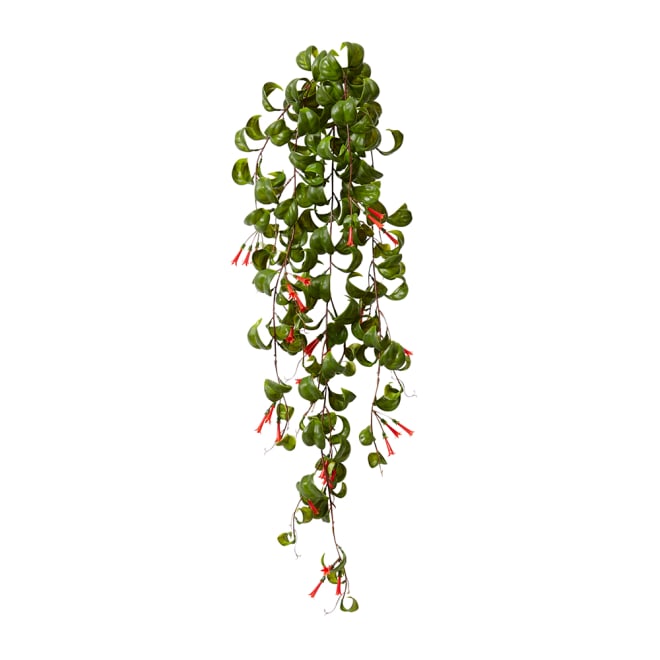 Indian Hoya Hanging Bush Pack of 6 - Red/Green, 79cm (H)