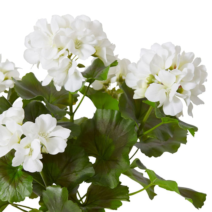 Geranium (Outdoor) Bush Pack of 12 - White, 41cm (H)