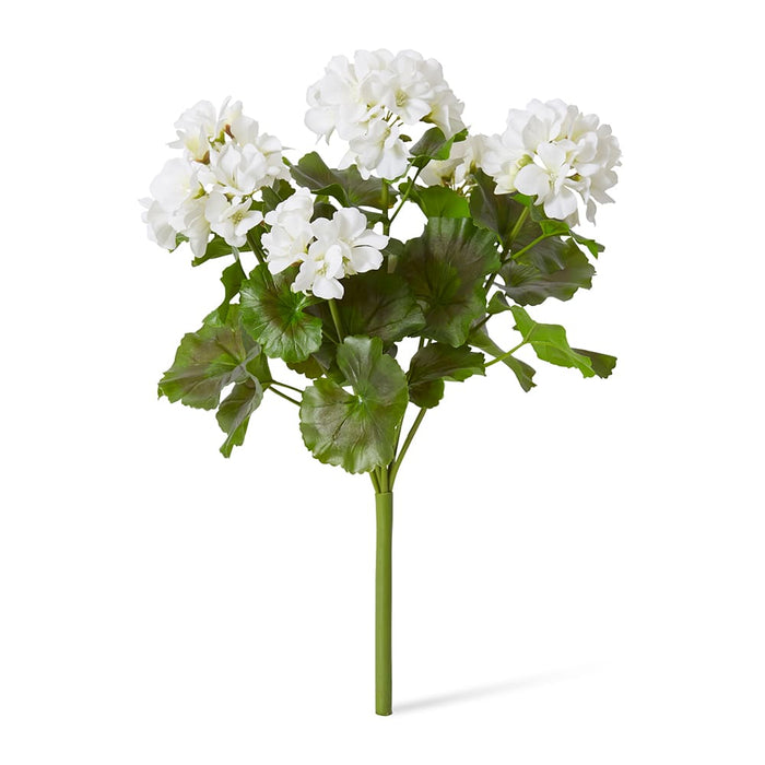 Geranium (Outdoor) Bush Pack of 12 - White, 41cm (H)