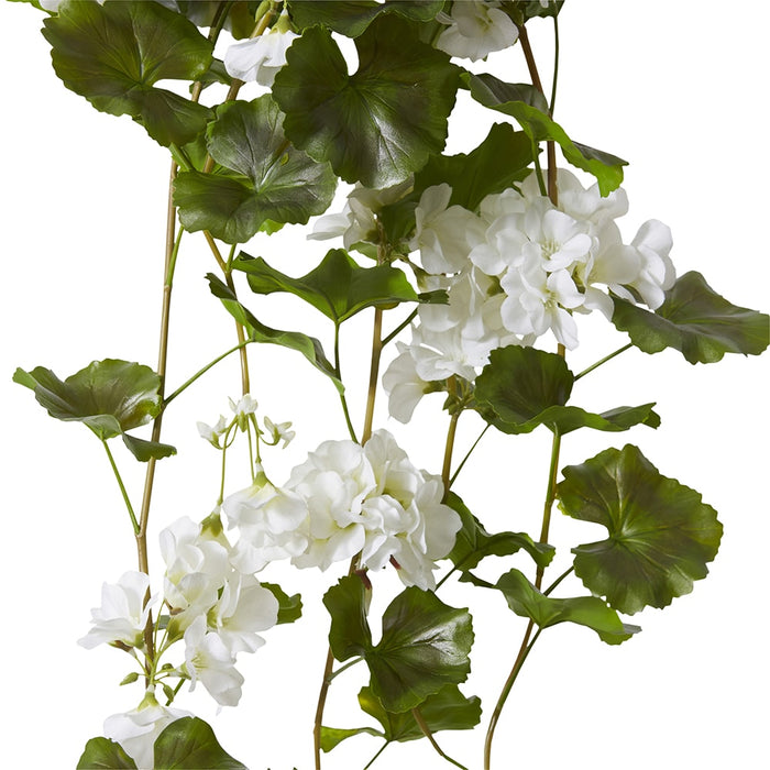 Geranium (Outdoor) Bush Pack of 6 - White, 86cm (H)