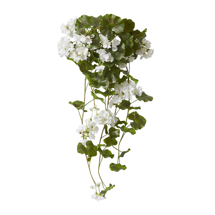 Geranium (Outdoor) Bush Pack of 6 - White, 86cm (H)