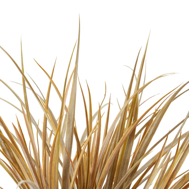 Grass Bush Pack of 12 - Light Brown, 48cm (H)