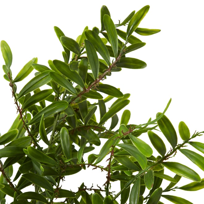 Locust Bush Pack of 12 - Green, 48cm (H)