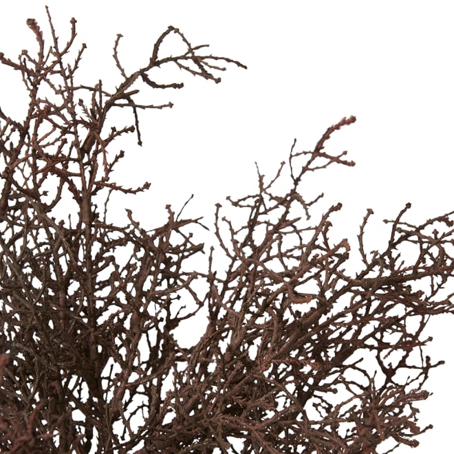 Santolina Bush Pack of 12 - Brown, 40cm (H)