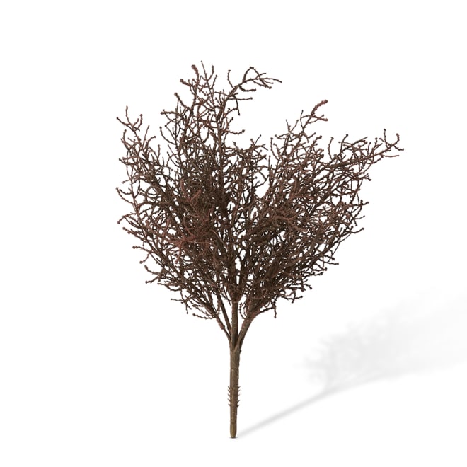 Santolina Bush Pack of 12 - Brown, 40cm (H)