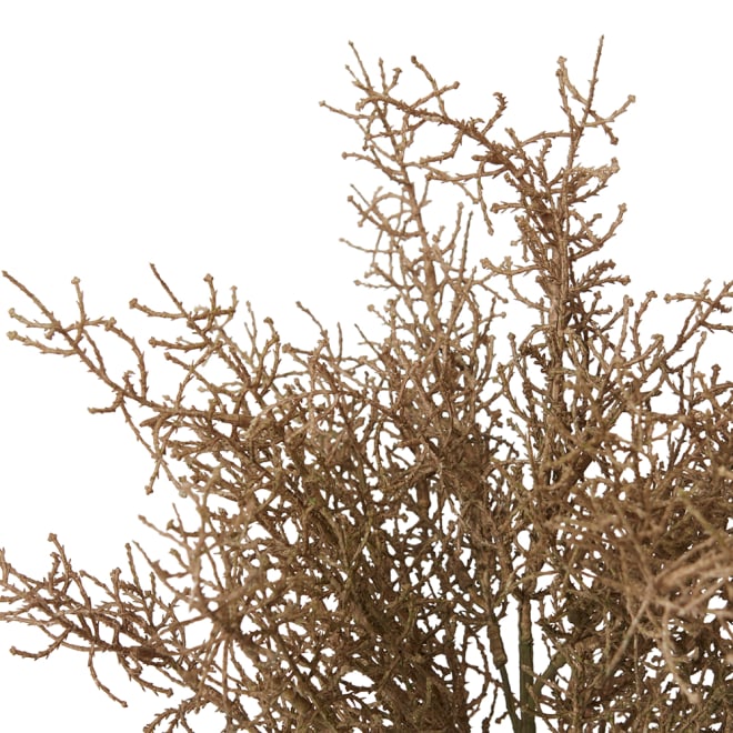 Santolina Bush Pack of 12 - Light Brown, 40cm (H)