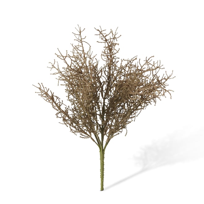 Santolina Bush Pack of 12 - Light Brown, 40cm (H)