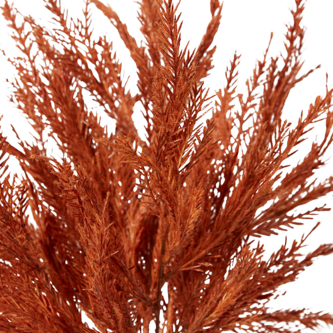 Grass Feather Bush Pack of 12 - Rust, 55cm (H)