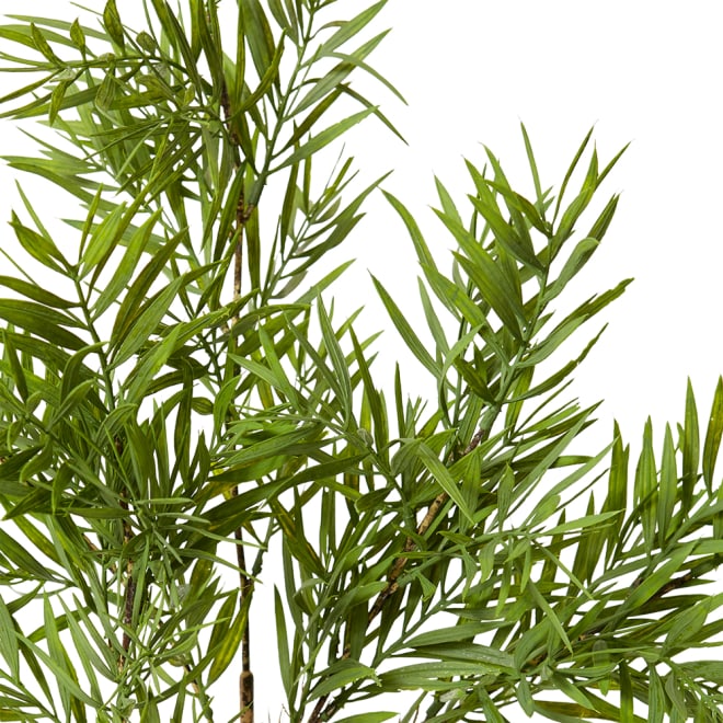 Grevillia Bush Pack of 12 - Green, 60cm (H)