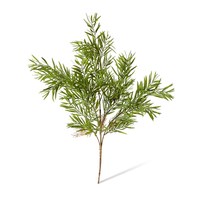 Grevillia Bush Pack of 12 - Green, 60cm (H)