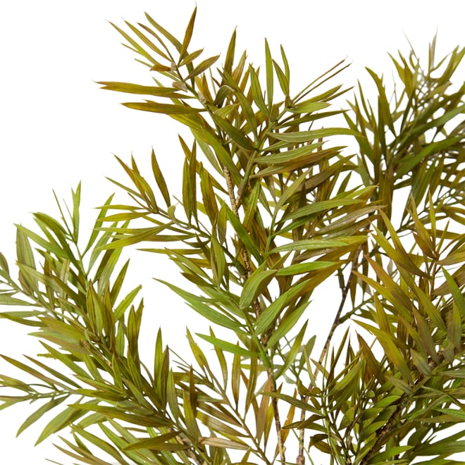 Grevillia Bush Pack of 12 - Green Brown, 60cm (H)