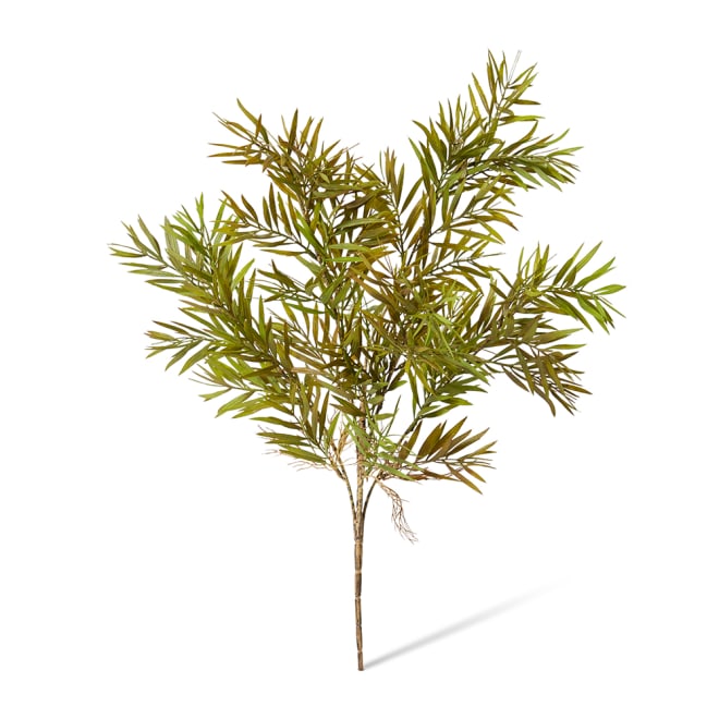 Grevillia Bush Pack of 12 - Green Brown, 60cm (H)