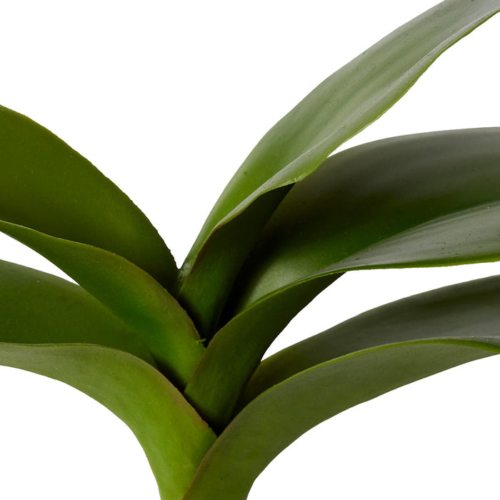 Phalaenopsis Lush Foliage Pla Pack of 12 - Green, 31cm (H)