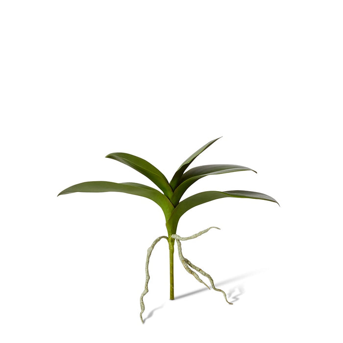 Phalaenopsis Lush Foliage Pla Pack of 12 - Green, 31cm (H)