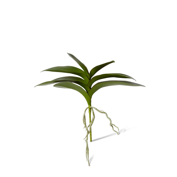 Phalaenopsis Lush Foliage Pla Pack of 6 - Green, 31cm (H)