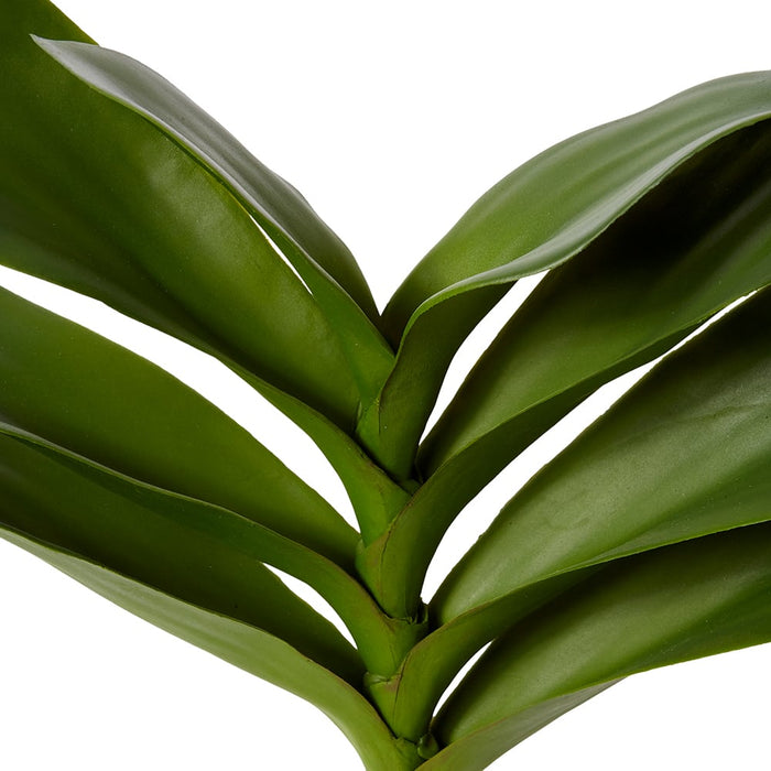 Phalaenopsis Lush Foliage Pla Pack of 6 - Green, 32cm (H)