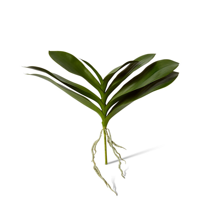 Phalaenopsis Lush Foliage Pla Pack of 6 - Green, 32cm (H)