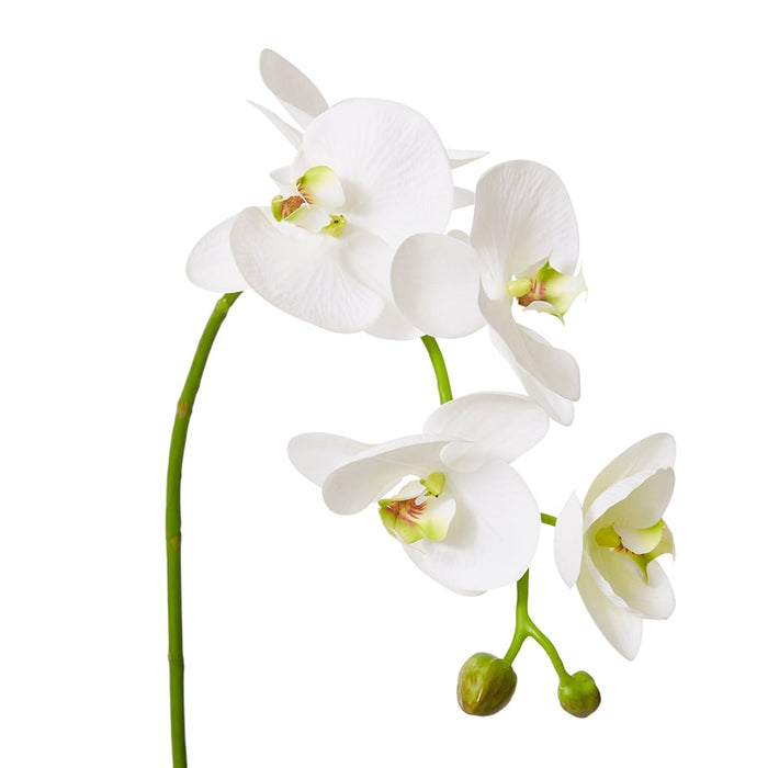 Phalaenopsis Deluxe Plant Pack of 4 - White/Green, 75cm (H)